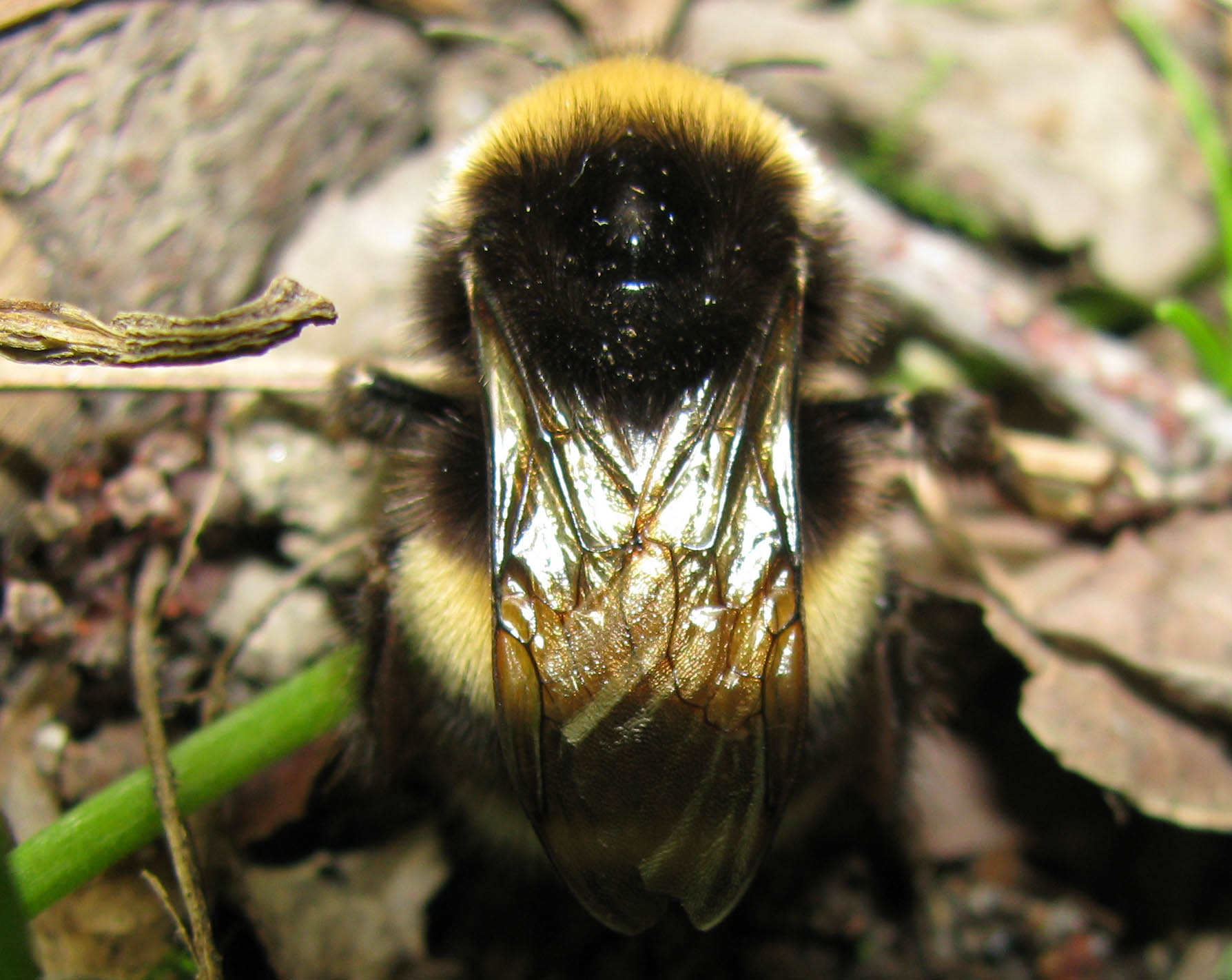 Bombus sp